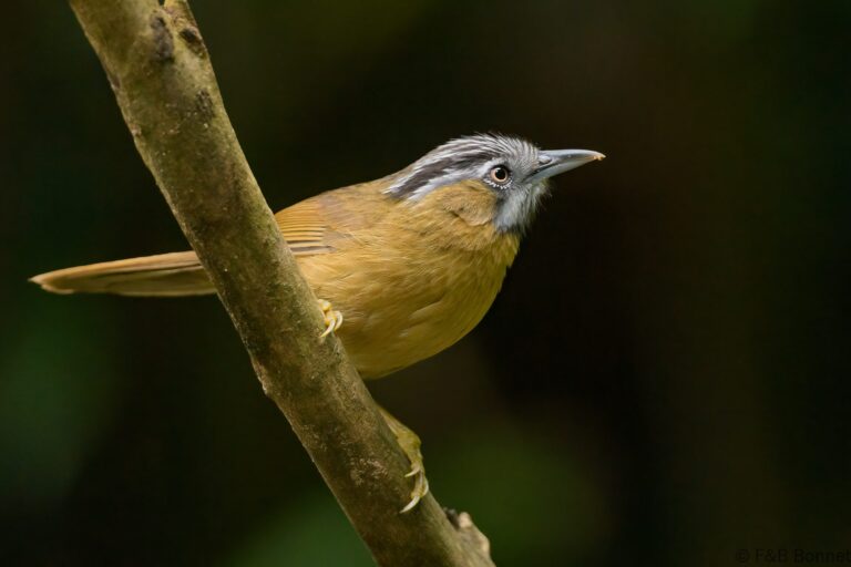 Grey-throated Babbler_Thailand-5
