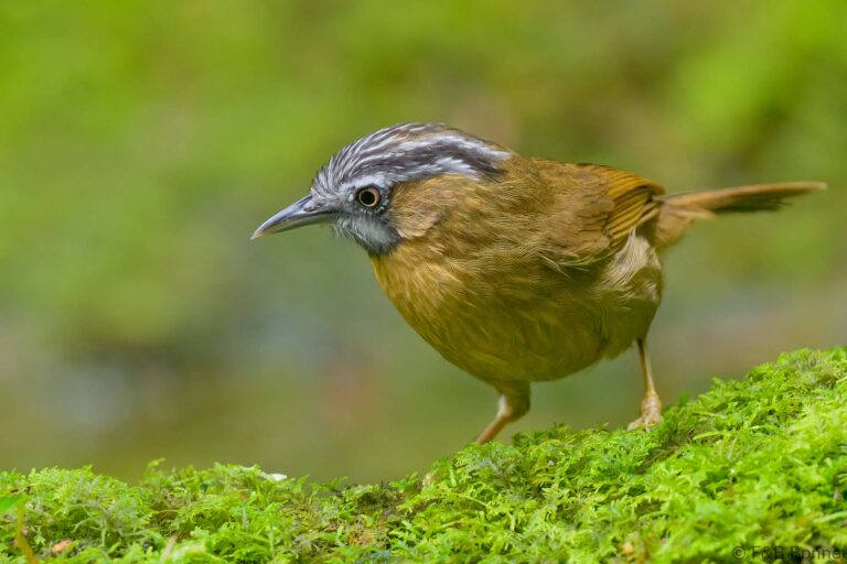 Grey-throated Babbler_Thailand-6