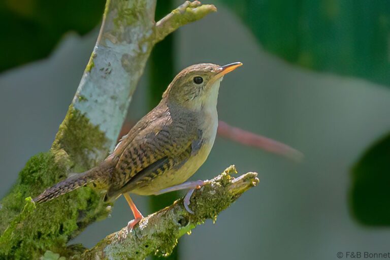 House Wren_Ecuador-1
