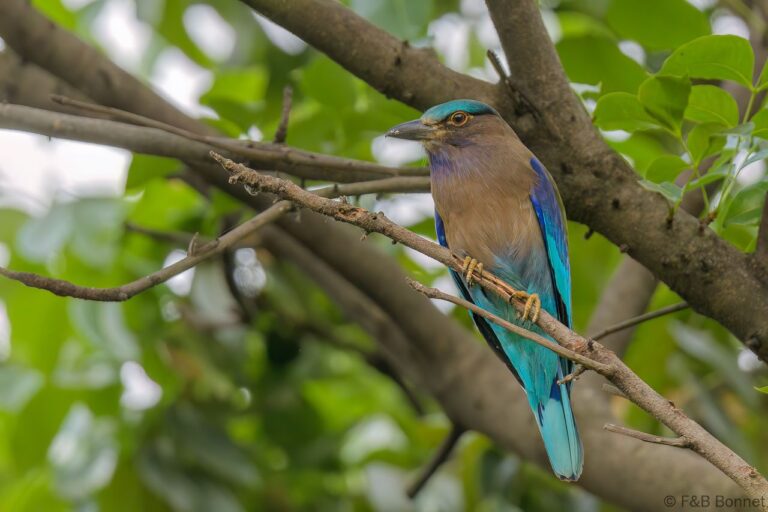 Indochinese Roller_Thailand-1