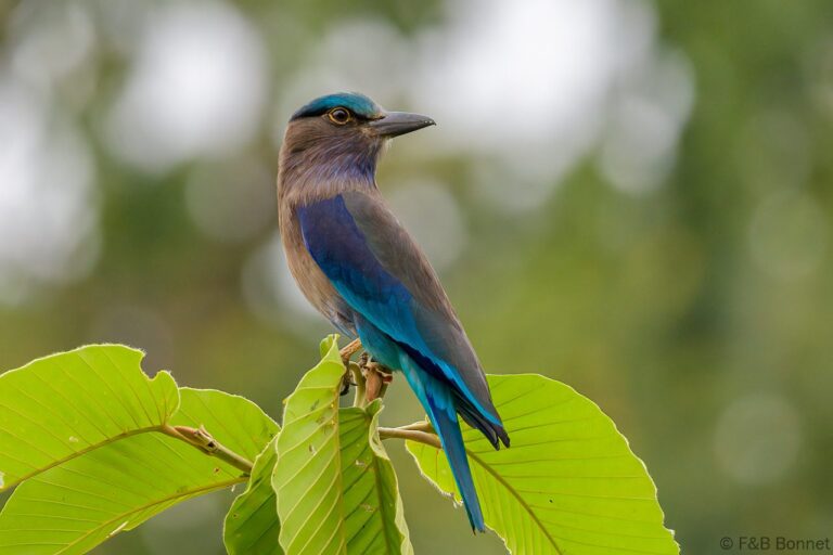 Indochinese Roller_Thailand-2