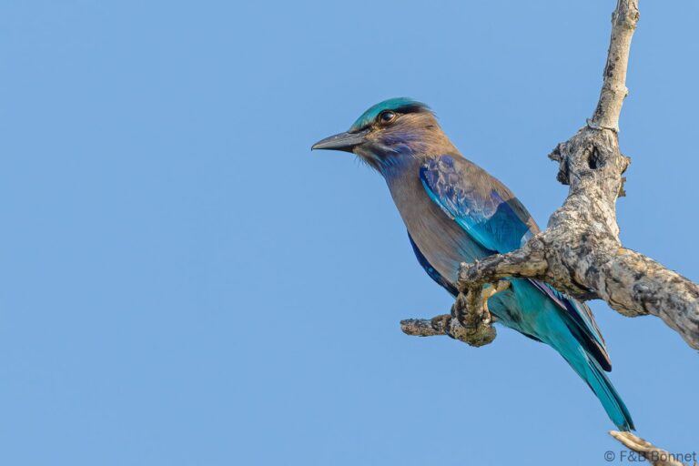 Indochinese Roller_Thailand-3