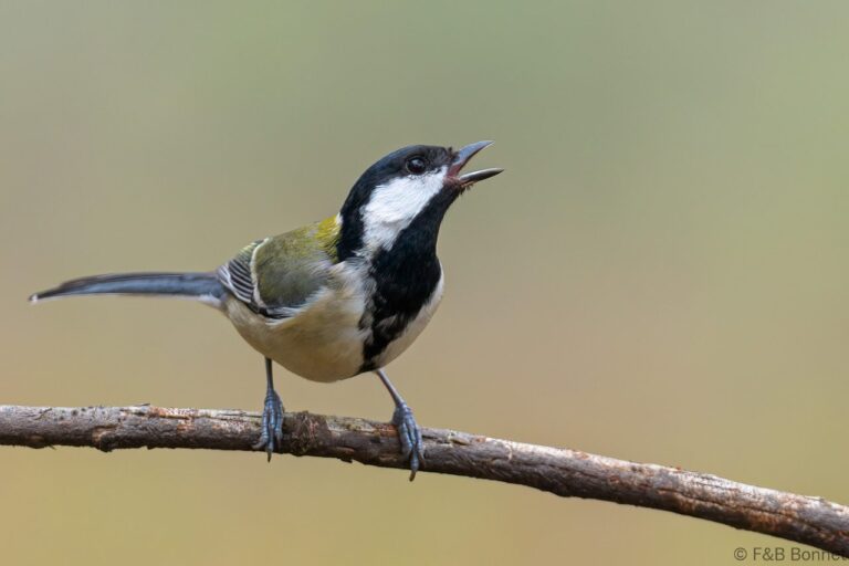 Japanese Tit_Thailande-1