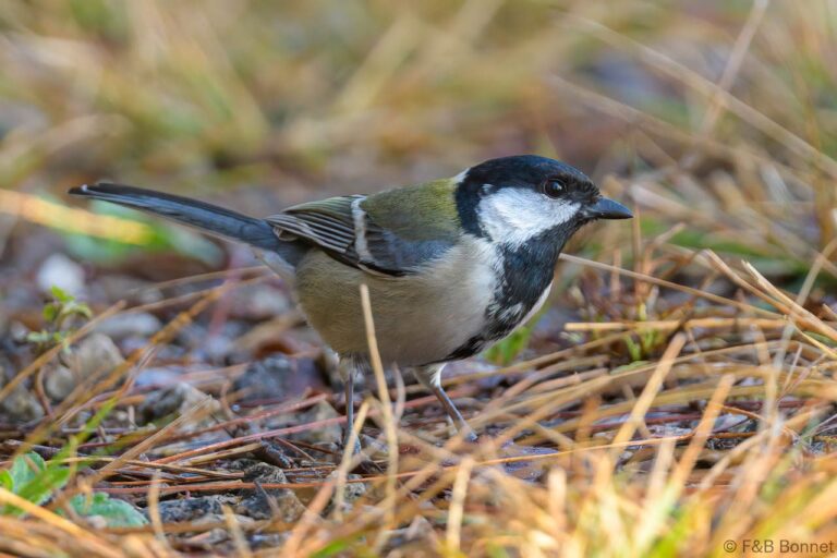 Japanese Tit_Thailande-2