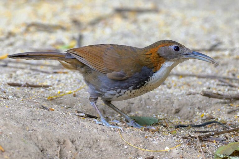 Large Scimitar Babbler_China-1