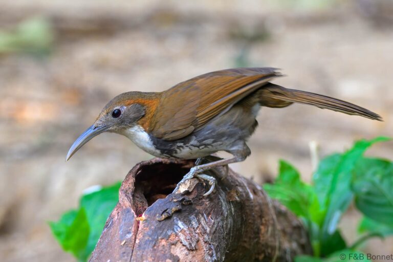 Large Scimitar Babbler_China-2
