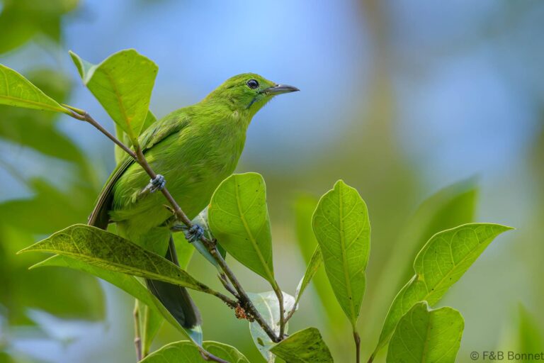 Lesser green leafbird thailande 4
