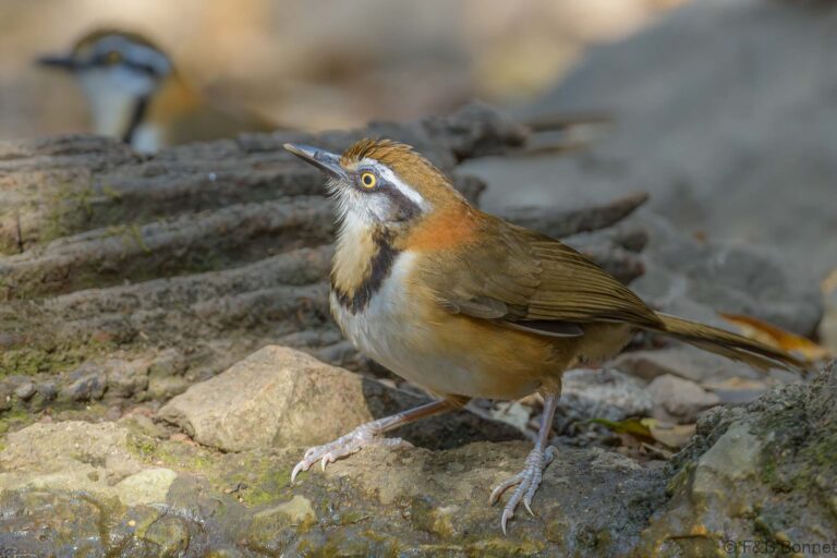 Lesser necklaced laughingthrush thailand 2