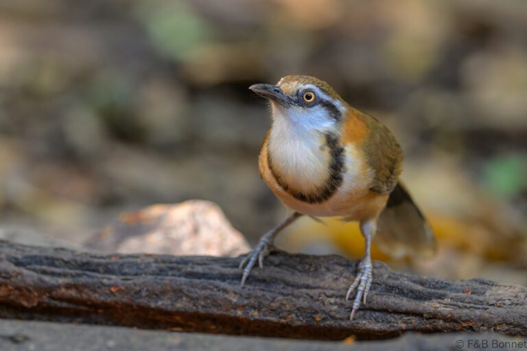 Lesser necklaced laughingthrush thailand 4