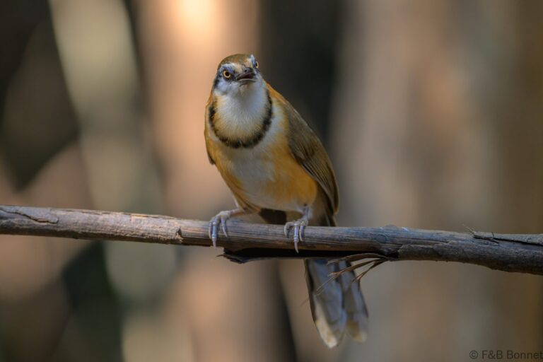 Lesser necklaced laughingthrush thailand 5