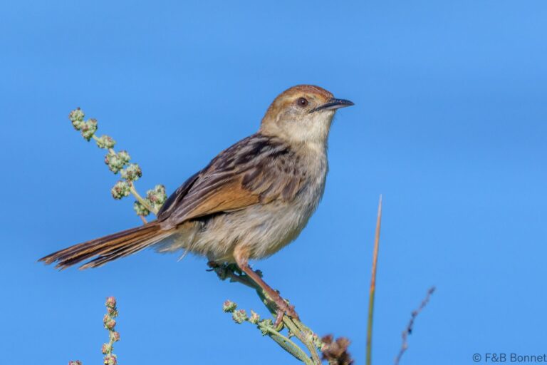 Levaillant's Cisticola_South Africa-3