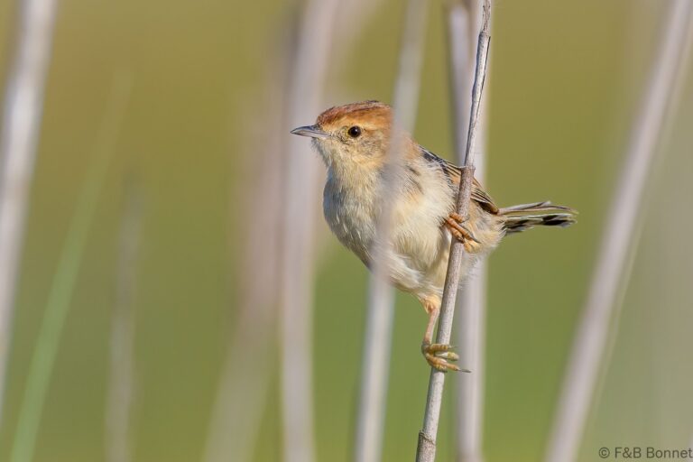 Levaillant's Cisticola_South Africa-4