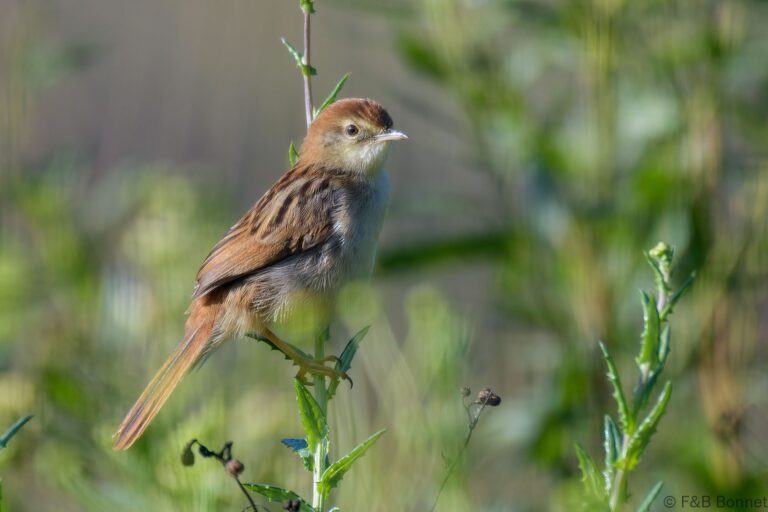 Levaillant's Cisticola_South Africa-5