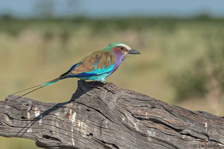 Lilac-breasted Roller_Botswana-1