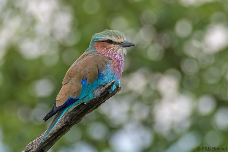 Lilac-breasted Roller_South Africa-1