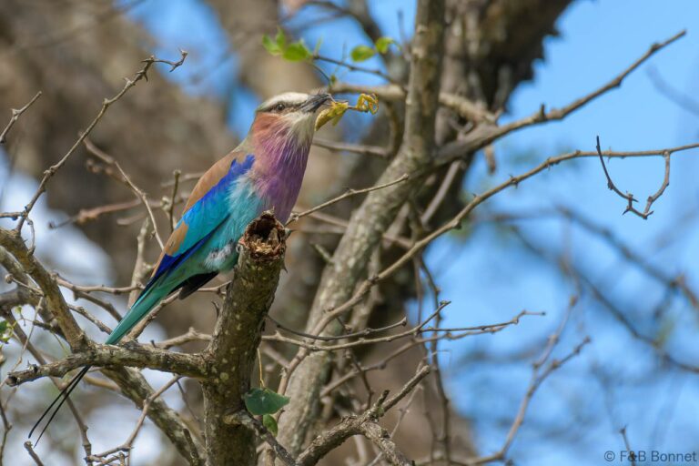 Lilac-breasted Roller_South Africa-2