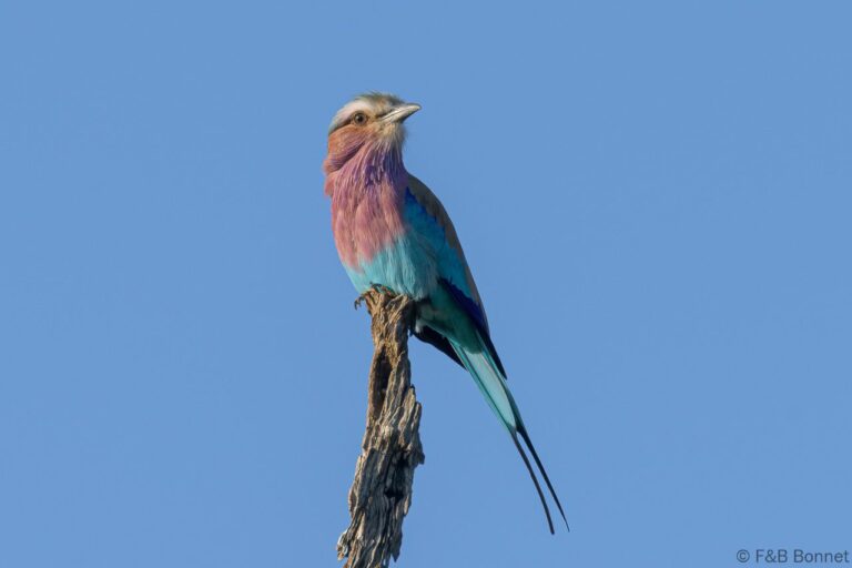 Lilac-breasted Roller_South Africa-3