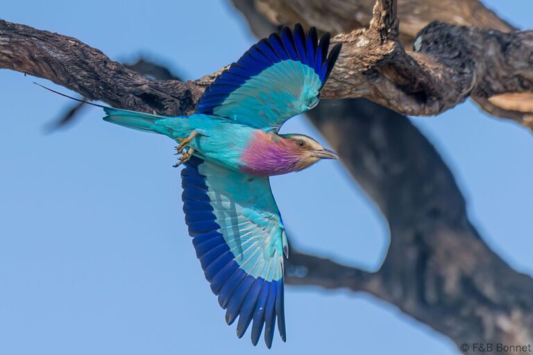 Lilac-breasted Roller_South Africa-4