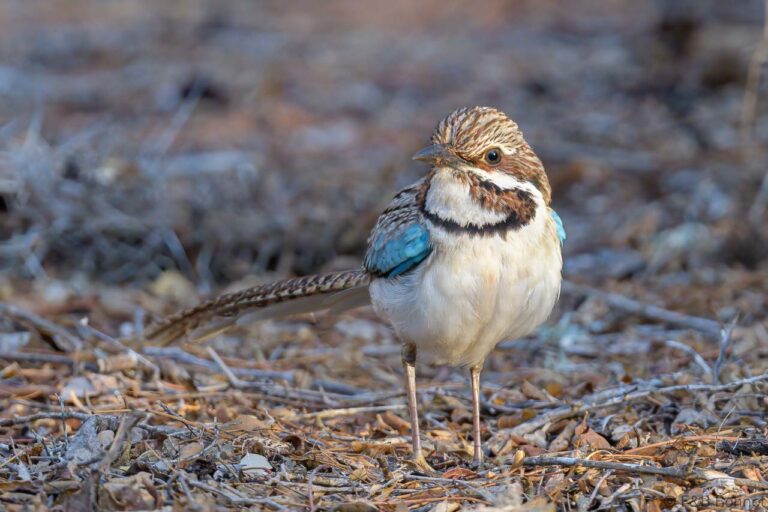 Long-tailed Ground Roller_Madagascar-2