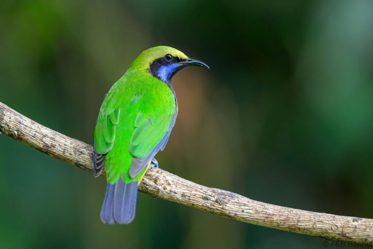 Orange bellied leafbird china 1