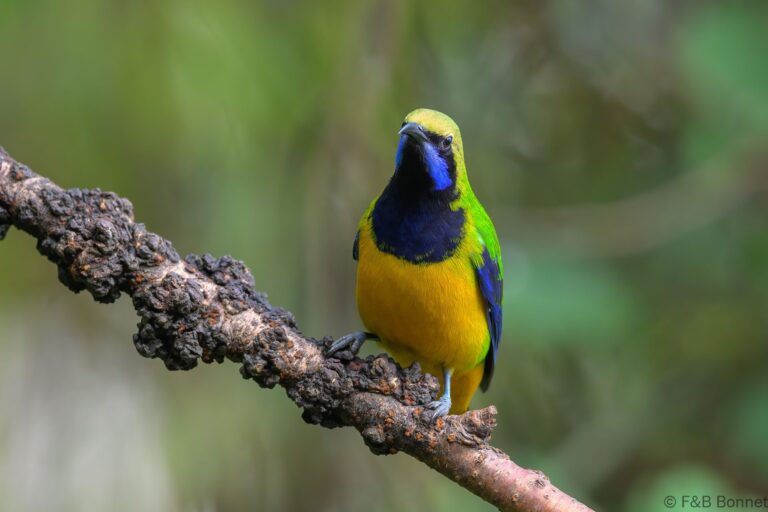 Orange bellied leafbird china 2