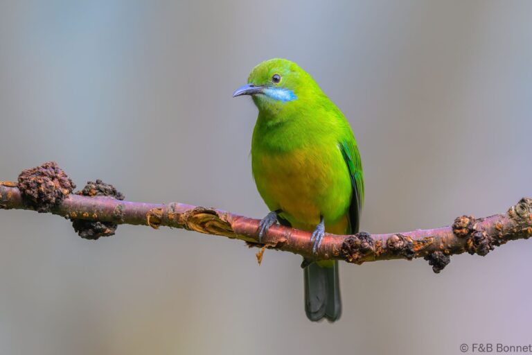 Orange bellied leafbird china 3