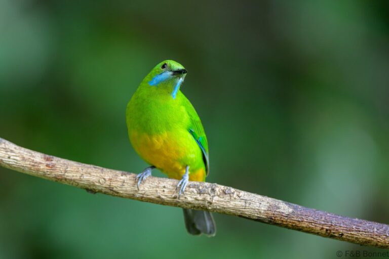 Orange bellied leafbird china 4