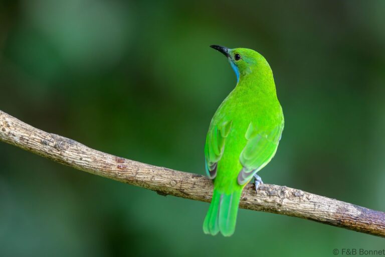 Orange bellied leafbird china 5