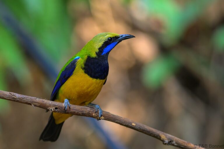 Orange bellied leafbird china 6