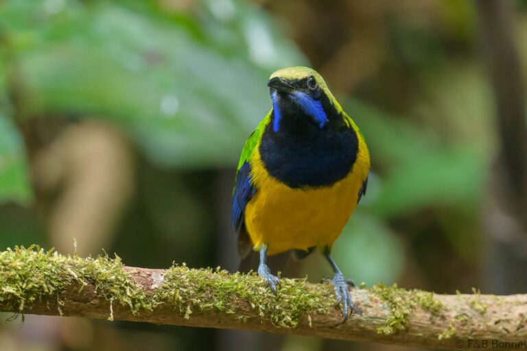 Orange bellied leafbird thailand 5