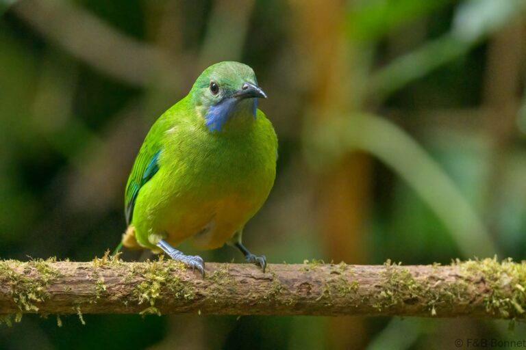 Orange bellied leafbird thailand 7