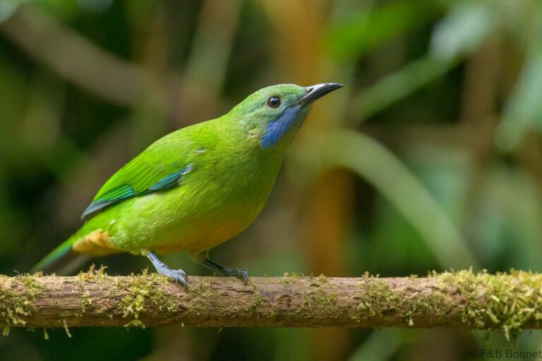 Orange bellied leafbird thailand 8