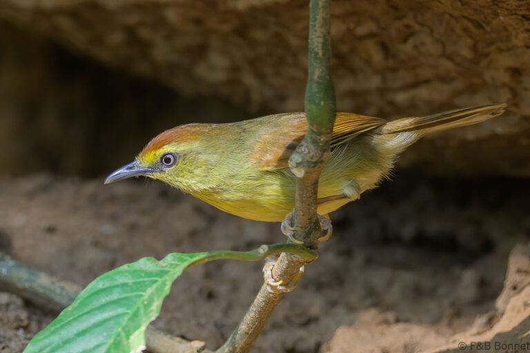 Pin-striped Tit-Babbler_China-1