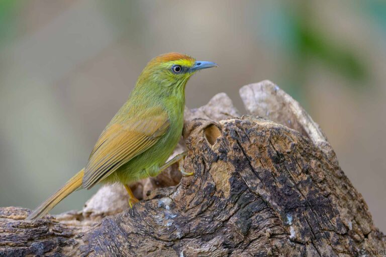 Pin-striped Tit-Babbler_China-3