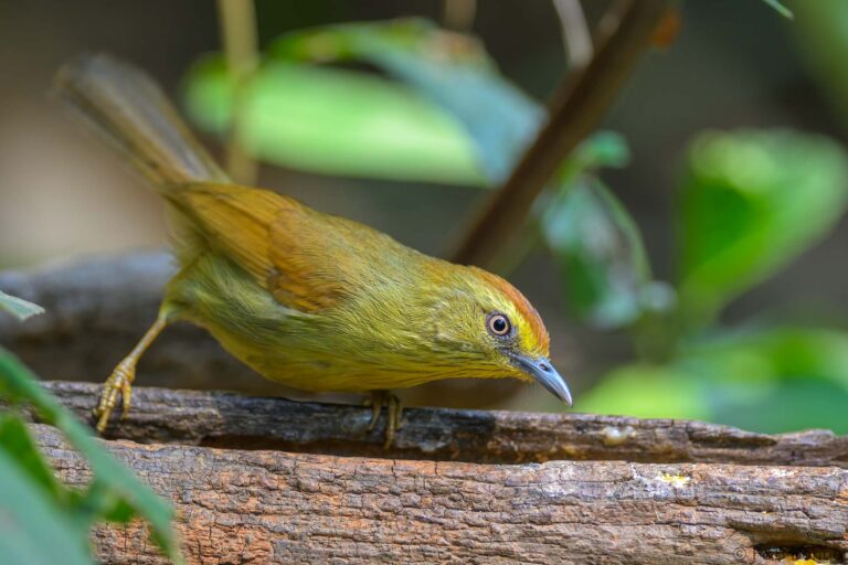 Pin-striped Tit-Babbler_China-4