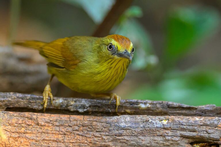 Pin-striped Tit-Babbler_China-5