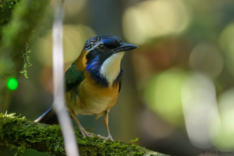 Pitta-like Ground Roller_Madagascar-1