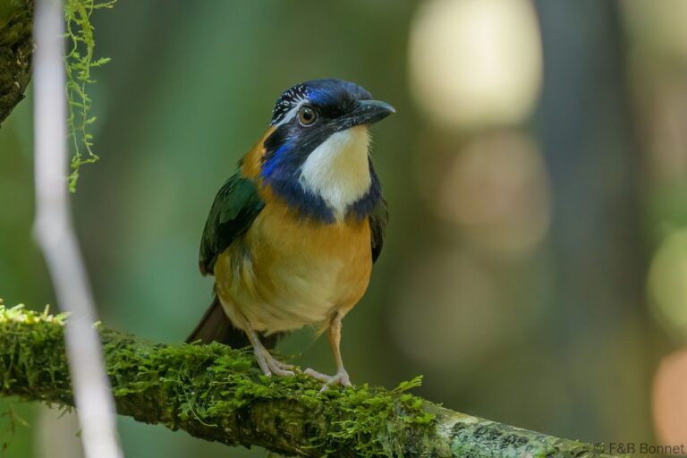 Pitta-like Ground Roller_Madagascar-2