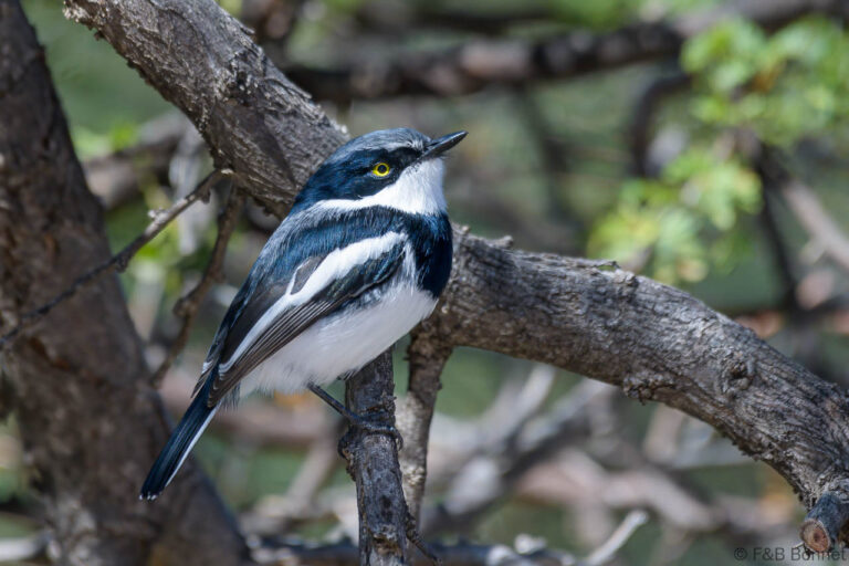 Pririt Batis_South Africa-1