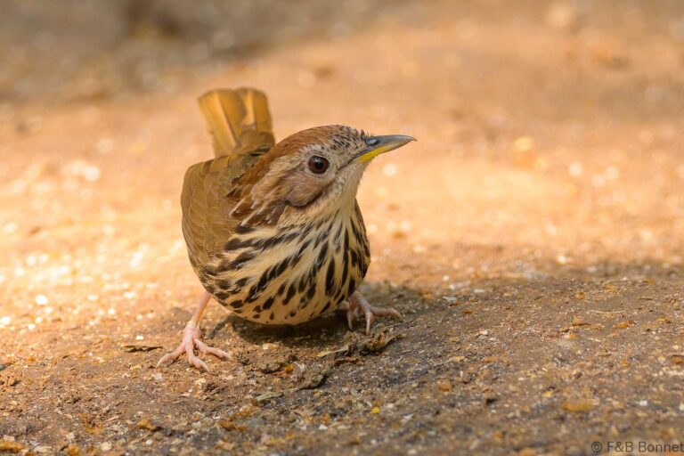 Puff-throated Babbler_China-1