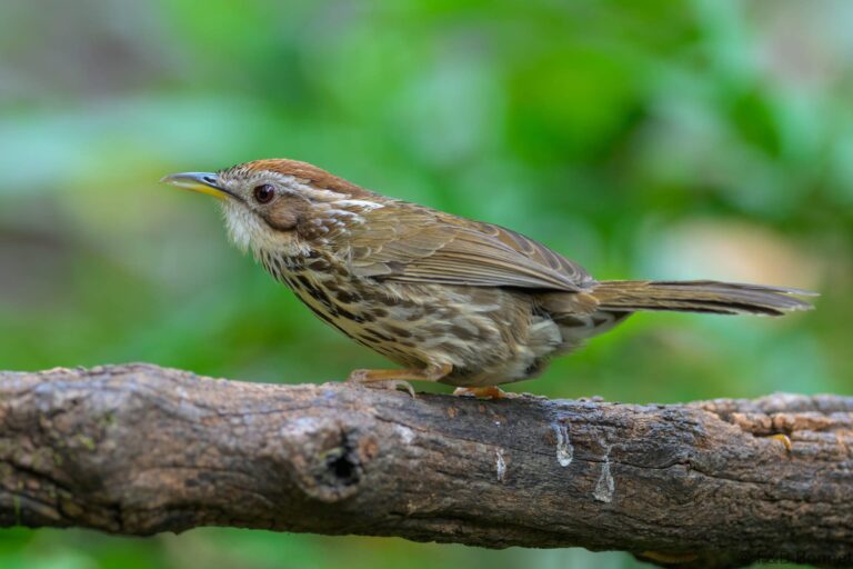 Puff-throated Babbler_China-3