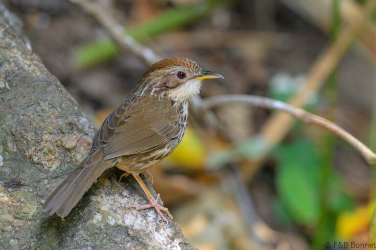 Puff-throated Babbler_China-4