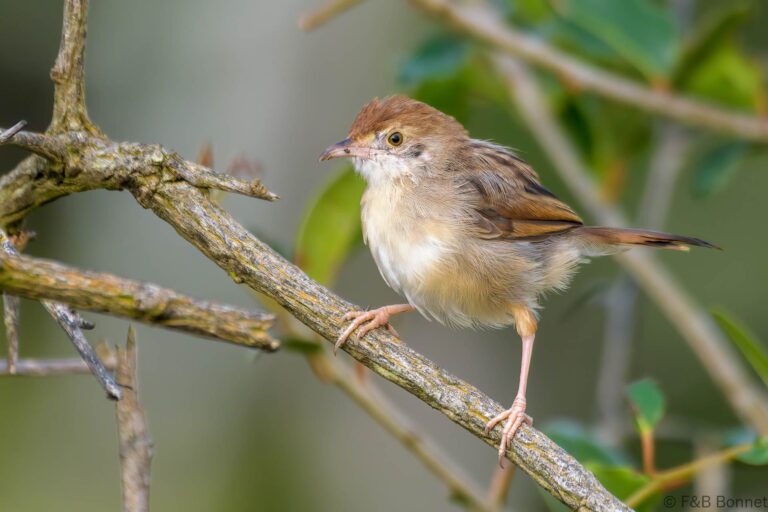 Rattling Cisticola_South Africa-3