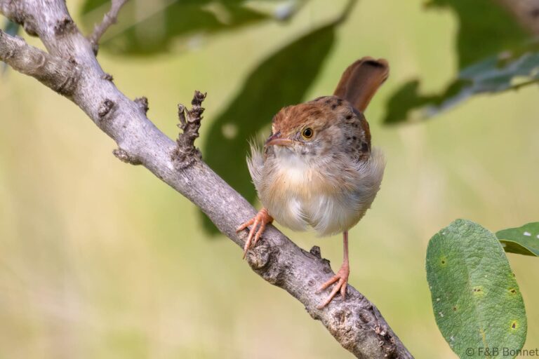 Rattling Cisticola_South Africa-4