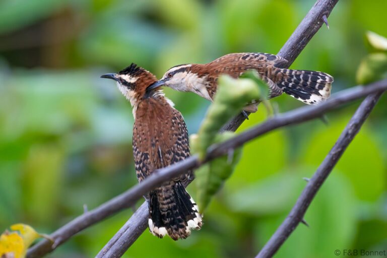 Rufous-backed Wren_Costa Rica-1