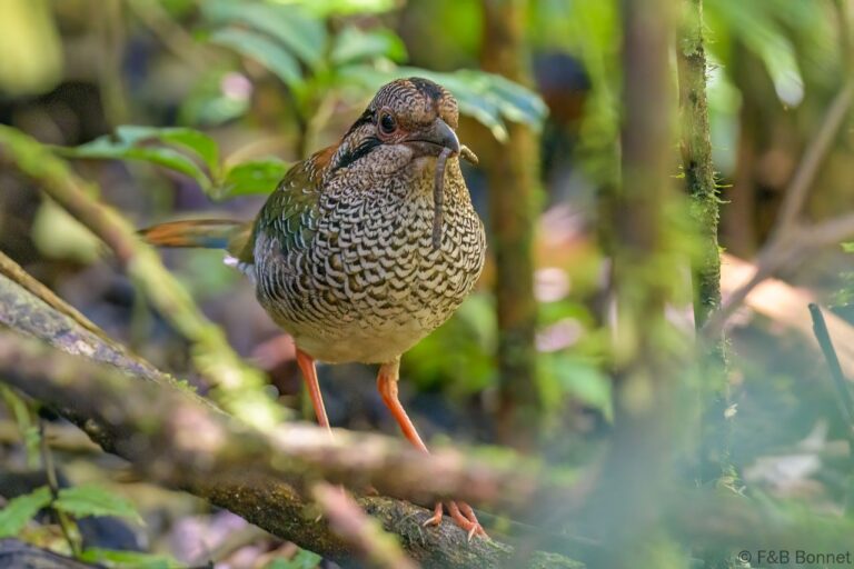 Scaly Ground Roller_Madagascar-2
