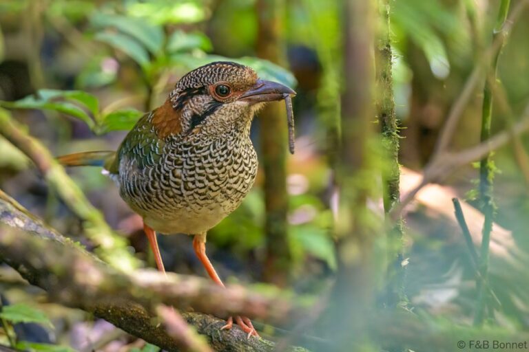 Scaly Ground Roller_Madagascar-3