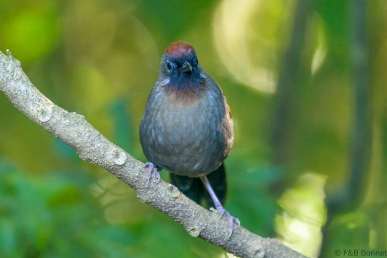 Silver eared laughingthrush thailand 2