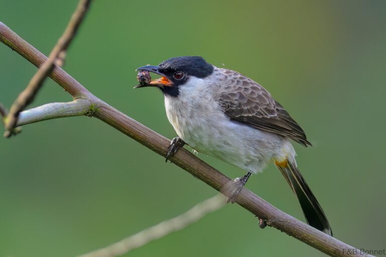 Sooty headed bulbul indonesia 6