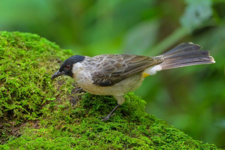 Sooty headed bulbul indonesia 7